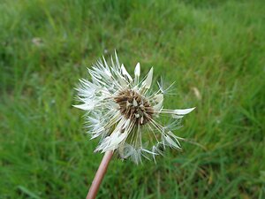 Bereavement / Loss. Dandelion