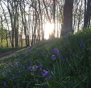 Walk Talk Therapy Surrey. WalkTalkBluebell